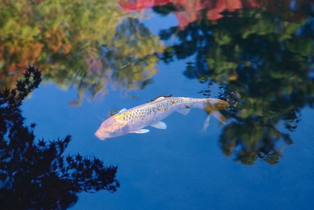 Koi fishery